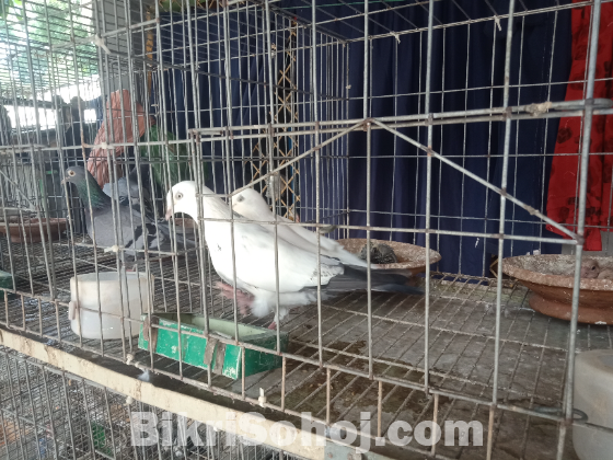 রেসার ১ জোড়া, কালদম একজোড়া, গিরিবাজ একজোড়া, ফ্যান্টেল